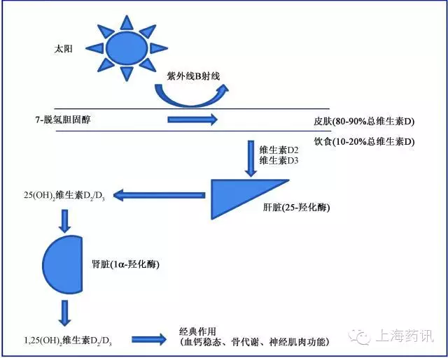 7．脱氢胆固醇 紫外线B射线 皮肤（80．90％总维生素D） 饮食00．20％总维生素D） 维生素02 维生素D3 25（OH）维生素D,旧3一 肾脏（la．羟化酶） 1，25（OH）2维生素些0 脏（25．羟化锄 经典作用 （血钙稳态、骨代谢、神经肌肉功能）