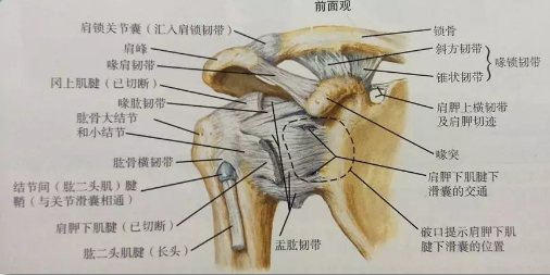 肩关节主要韧带