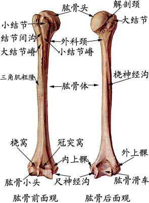 肱骨解剖学